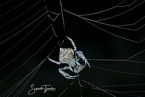 Orb-weaver Spider, Eriovixia laglaizei w/prey  Eriovixia laglaizei,Geotagged,Indonesia,Winter