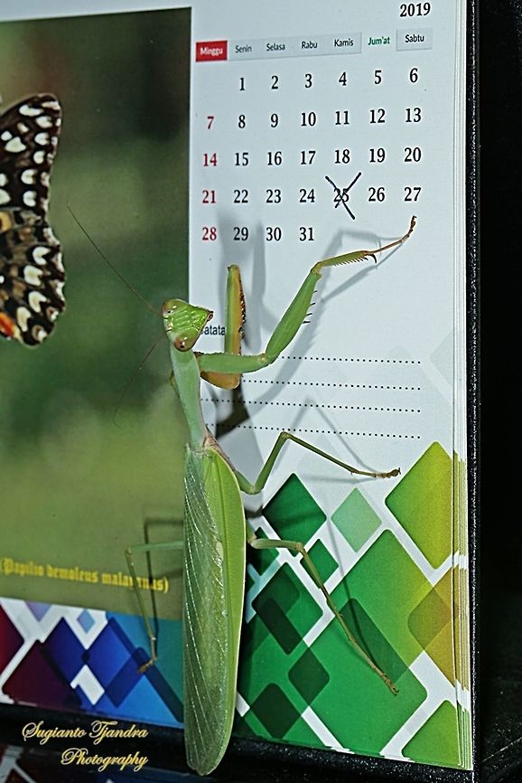 "What date is today ???" Praying Mantis/Giant Asian Mantis (Hierodula sp)  Geotagged,Indonesia,Winter