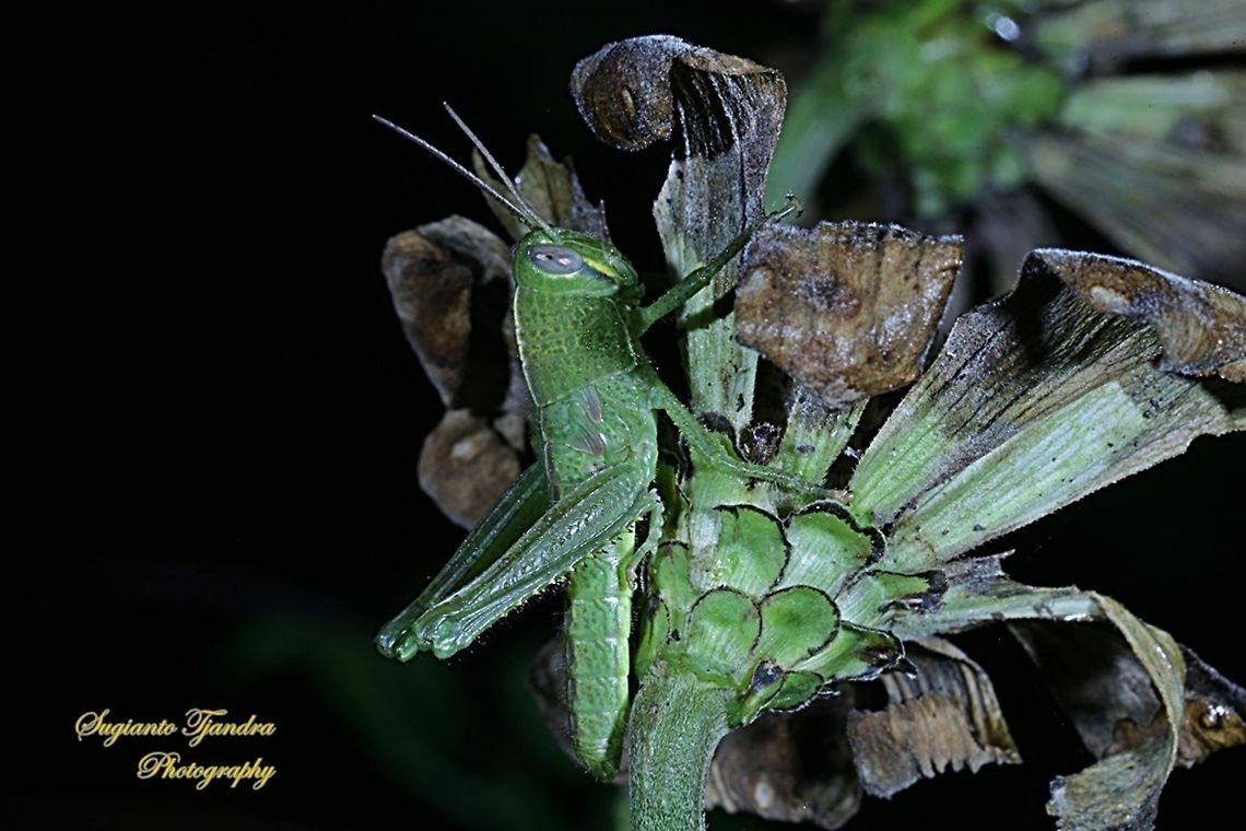 Locust nymph, Acrididae Sp on Zinnia Flower  Geotagged,Indonesia,Winter