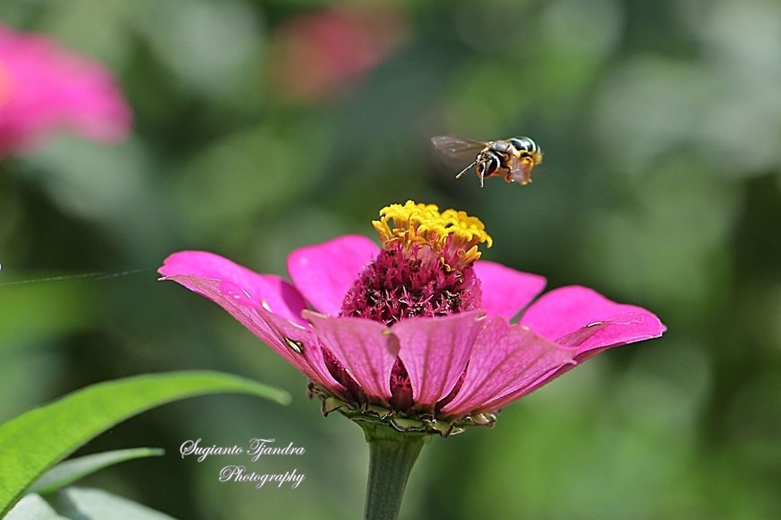 Blue banded Bee, Amegilla Sp hovering on the Pink Zinnia flower  Geotagged,Indonesia,Winter