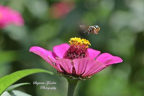 Blue banded Bee, Amegilla Sp hovering on the Pink Zinnia flower  Geotagged,Indonesia,Winter