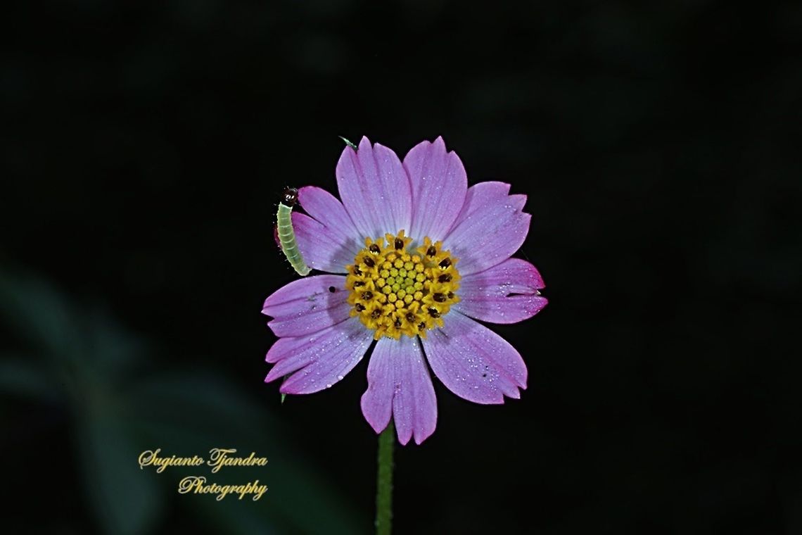 Bunga Kenikir Ungu (Cosmos caudatus) & a tiny caterpillar  Cosmos caudatus,Geotagged,Indonesia,Kenikir,Winter