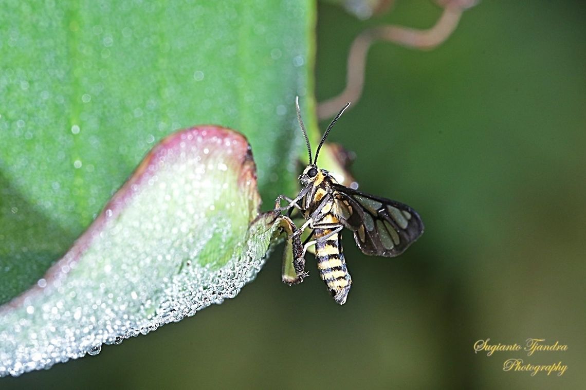 Orange spotted Tiger Moth - Amata huebneri (Huebner's Wasp Moth)  Amata huebneri,Geotagged,Hübner's Wasp Moth,Indonesia,Winter,moth week 2019