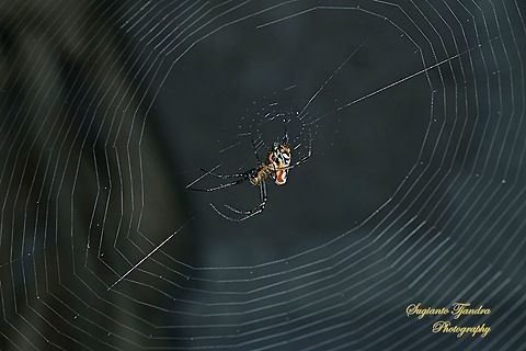 Spider - Longjawed Orb Weaver (Opadometa fastigata)  Geotagged,Indonesia,Opadometa fastigata,Pear-shaped Leucauge,Winter