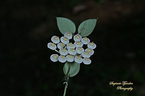 Benalu/Parasite (epiphyte) flower, Pyrrosia piloselloides  Geotagged,Indonesia,Winter