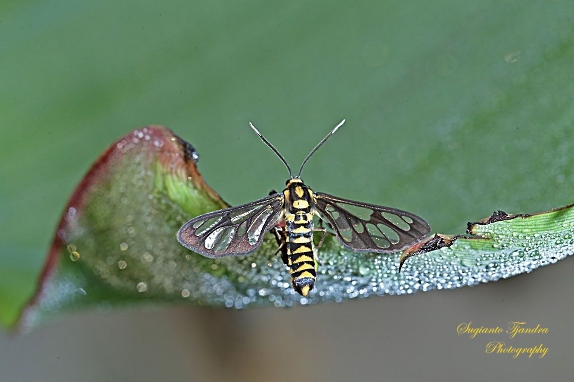 Orange spotted Tiger Moth - Amata huebneri (Huebner's Wasp Moth)  Amata huebneri,Cerix claremonti,Ceryx claremontii,Geotagged,Hübner's Wasp Moth,Indonesia,Winter