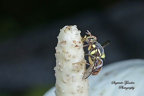Oriental fruit fly, Bactrocera Dorsalis  Bactrocera dorsalis,Geotagged,Indonesia,Winter