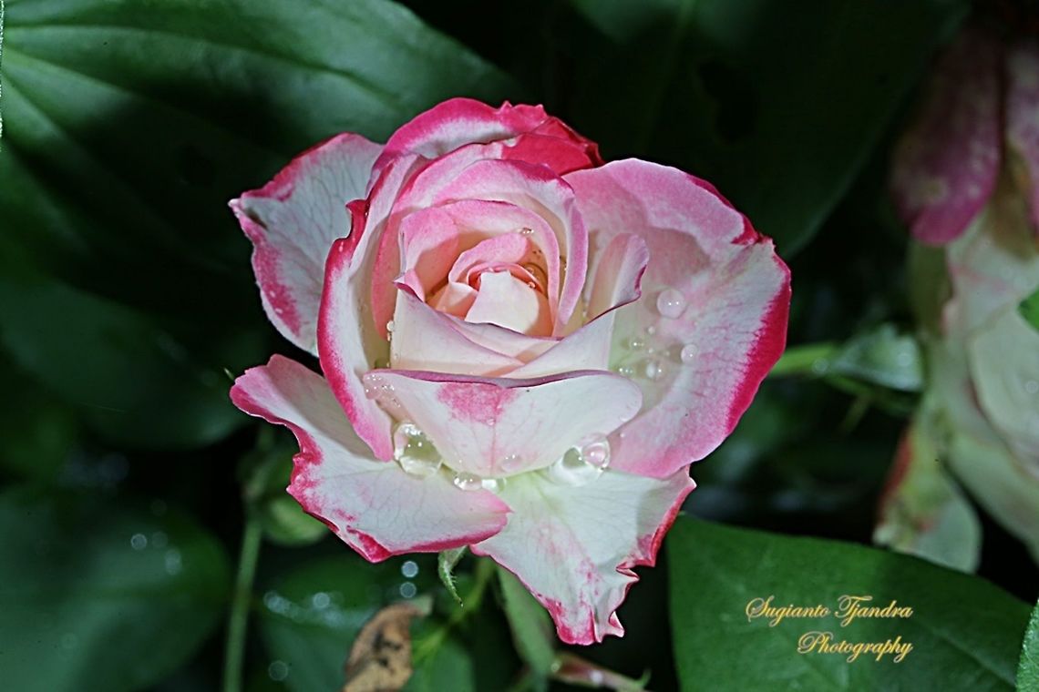 Bicolor Rose  Geotagged,Indonesia,Winter