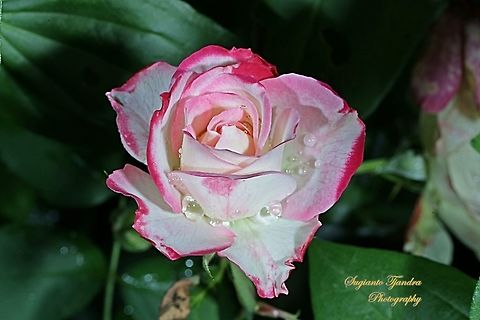 Bicolor Rose  Geotagged,Indonesia,Winter