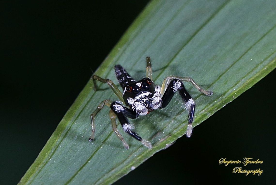 Jumping Spider  Geotagged,Indonesia,Winter