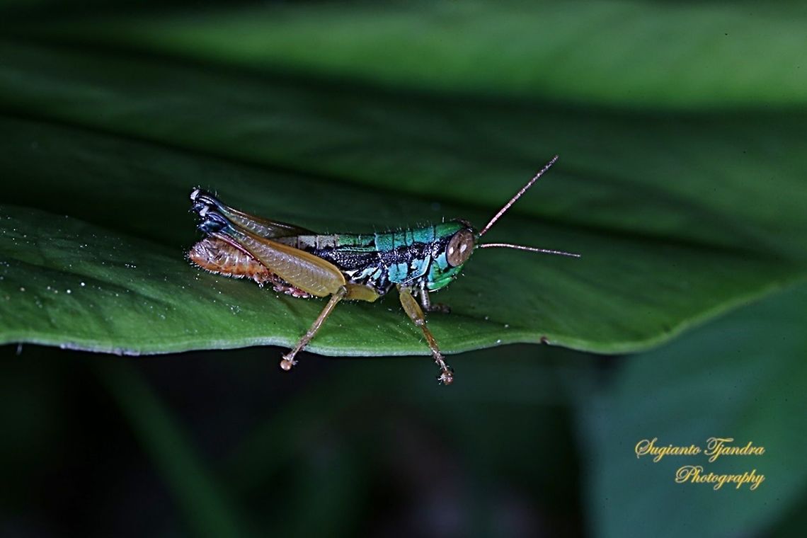 Grasshopper, Caryandra Spuria  Caryanda spuria,Geotagged,Indonesia,Winter