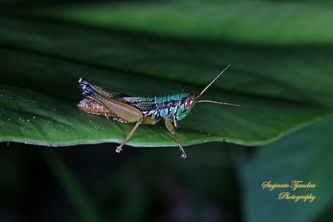 Grasshopper, Caryandra Spuria  Caryanda spuria,Geotagged,Indonesia,Winter