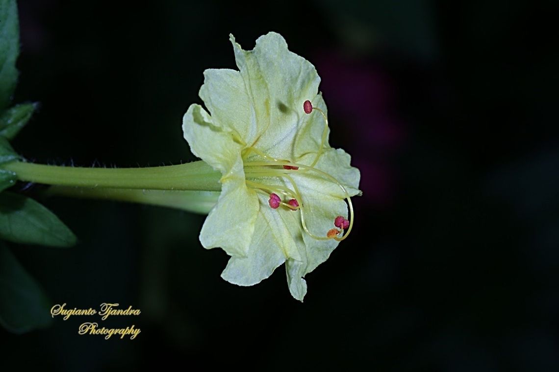 Kembang Pukul 4, Mirabilis Jalapa (Nyctaginaceae)  Geotagged,Indonesia,Marvel of Peru,Mirabilis jalapa,Winter