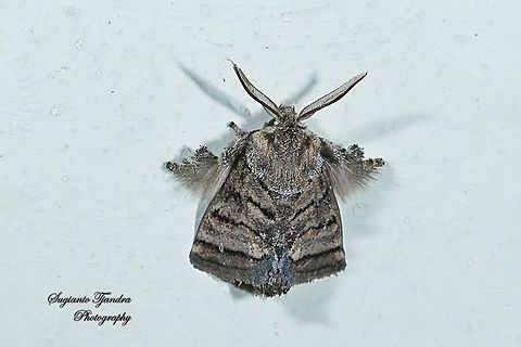 Cup Moth, Orthocraspeda furva, Limacodidae  Geotagged,Indonesia,Orthocraspeda furva,Winter,moth week 2019