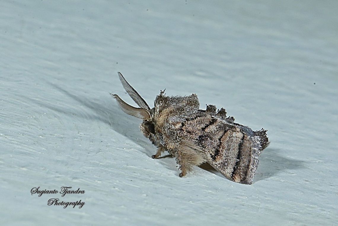 Cup Moth, Orthocraspeda furva, Limacodidae  Geotagged,Indonesia,Orthocraspeda furva,Winter,moth week 2019