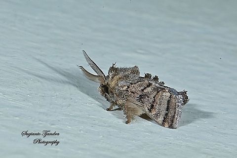 Cup Moth, Orthocraspeda furva, Limacodidae  Geotagged,Indonesia,Orthocraspeda furva,Winter,moth week 2019