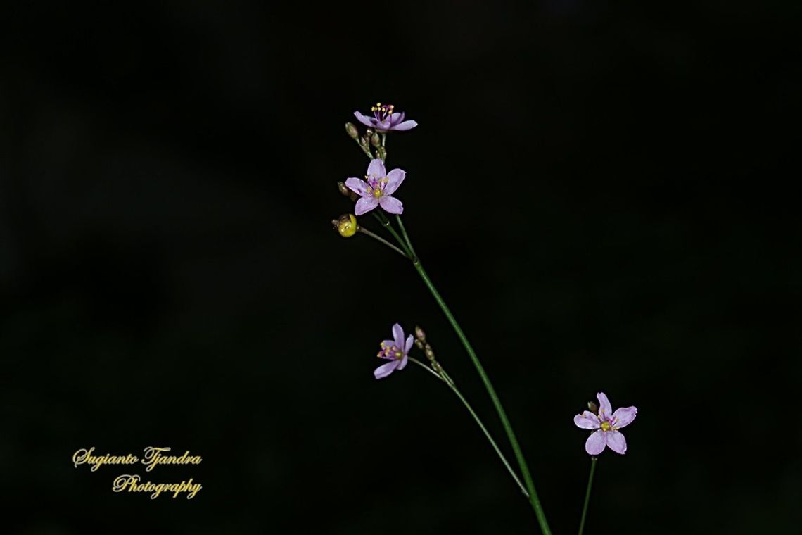 Jewels-of-Opar, Talinum paniculatum  Geotagged,Indonesia,Talinum paniculatum,Winter