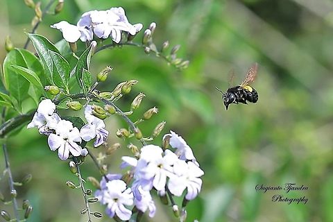 Carpenter Bee, Xylocopa caffra  Geotagged,Indonesia,Winter,Xylocopa caffra