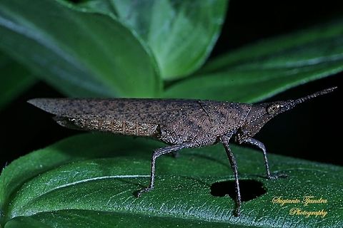 Vegetable Grasshopper, Pyrgomorphidae (Atractomorpha Sp)  Geotagged,Indonesia,Winter