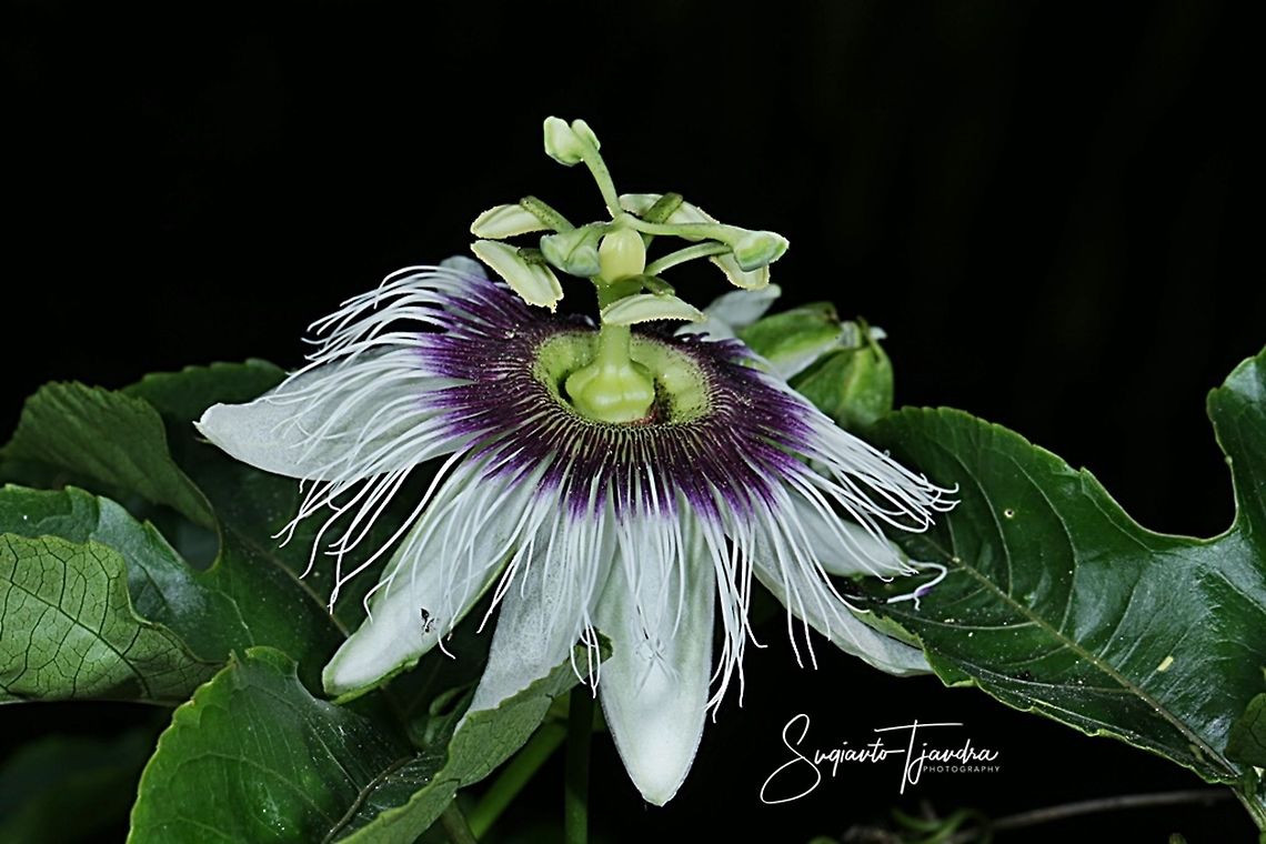 Passionfruit flower, Passiflora edulis  Geotagged,Indonesia,Passiflora edulis,Passion fruit,Winter