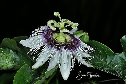 Passionfruit flower, Passiflora edulis  Geotagged,Indonesia,Passiflora edulis,Passion fruit,Winter