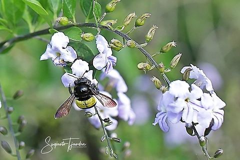 Carpenter Bee, Xylocopa caffra  Geotagged,Indonesia,Winter,Xylocopa caffra