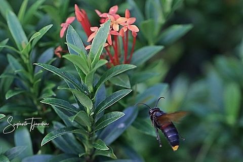 Yellow-vented hornet, Vespa Analis  Geotagged,Indonesia,Vespa analis,Winter