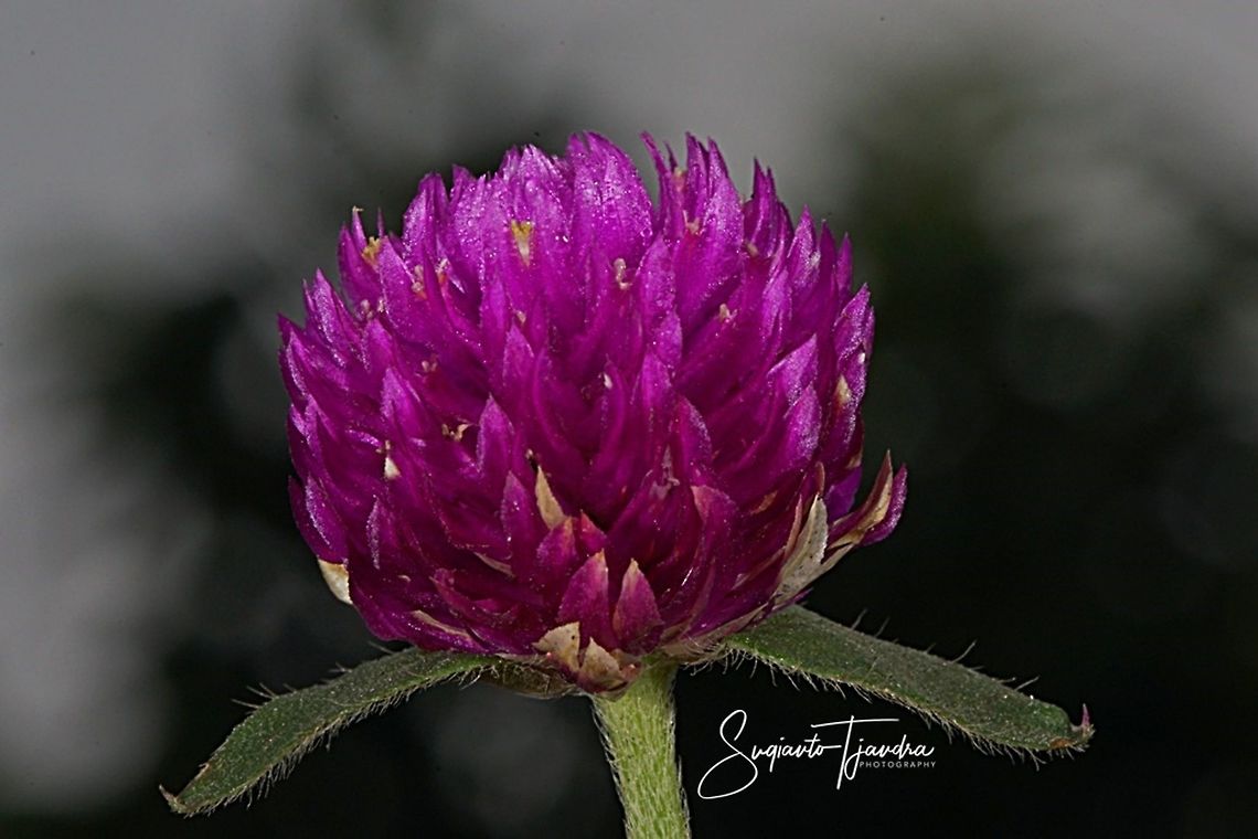 BACHELOR'S BUTTON FLOWER (GOMPHRENA GLOBOSA)  Geotagged,Globe amaranth,Gomphrena globosa,Indonesia,Winter