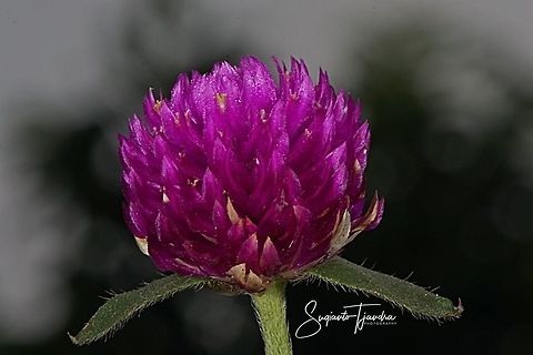 BACHELOR'S BUTTON FLOWER (GOMPHRENA GLOBOSA)  Geotagged,Globe amaranth,Gomphrena globosa,Indonesia,Winter