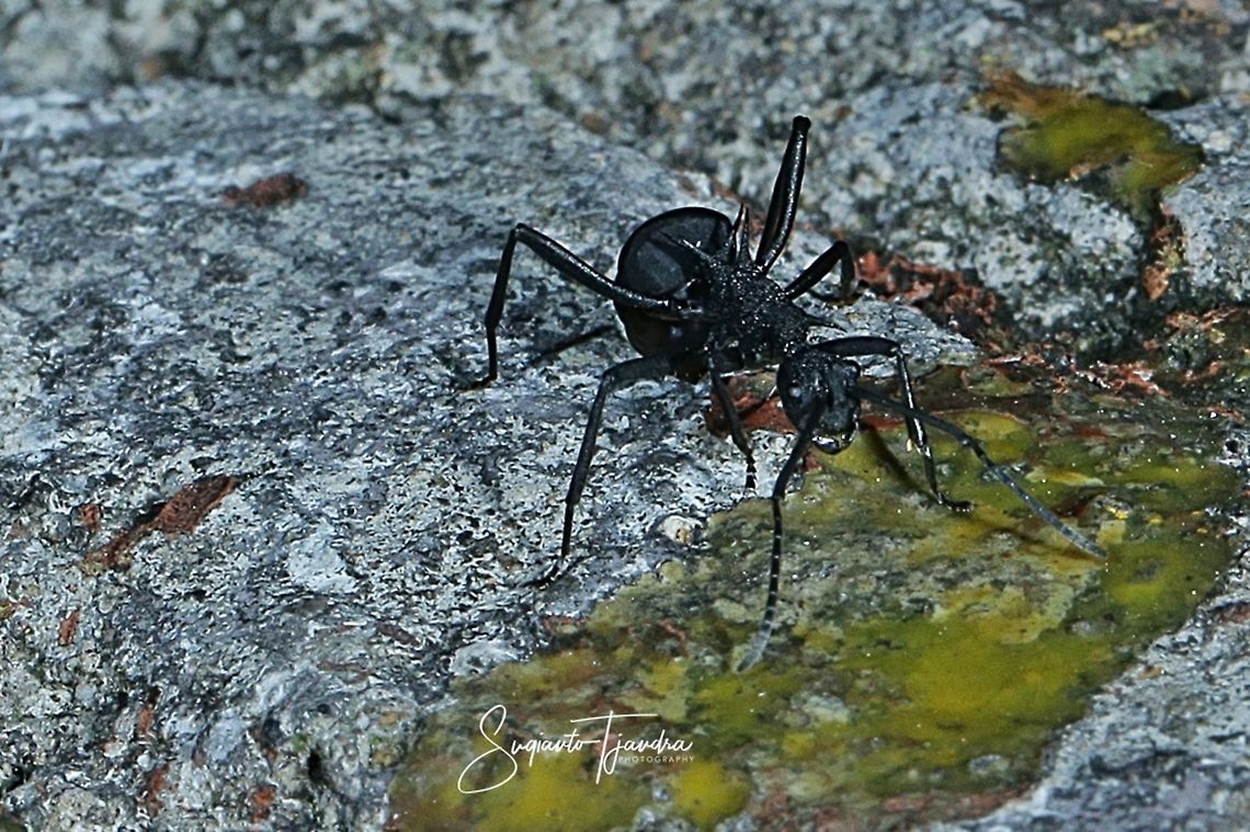 Black Spiny Ant (Polyrhachis armata)  Geotagged,Indonesia,Polyrhachis armata,Winter
