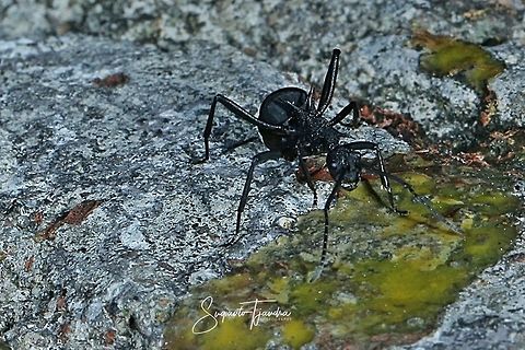 Black Spiny Ant (Polyrhachis armata)  Geotagged,Indonesia,Polyrhachis armata,Winter