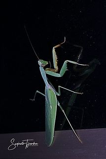 Praying Mantis/Giant Asian Mantis (Hierodula sp)  Geotagged,Indonesia,Winter