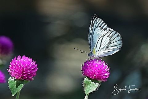 Striped Albatross Butterfly, Appias libythea olferna  Appias libythea,Geotagged,Indonesia,Striped albatross,Summer,Winter