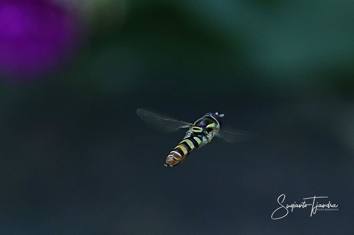 Hover fly  Geotagged,Indonesia,Winter