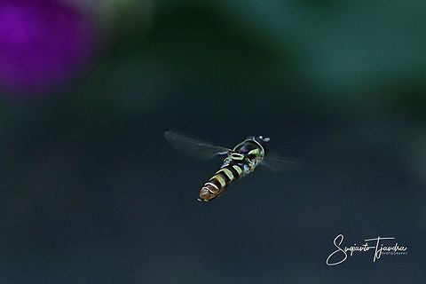 Hover fly  Geotagged,Indonesia,Winter