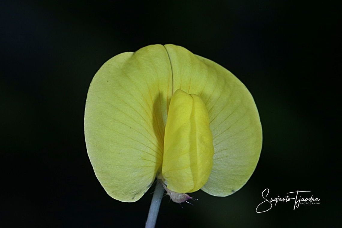 Arachis pintoi flower  Arachis pintoi,Geotagged,Indonesia,Pinto Peanut,Winter