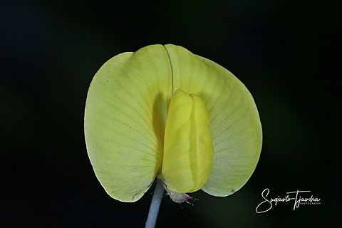 Arachis pintoi flower  Arachis pintoi,Geotagged,Indonesia,Pinto Peanut,Winter