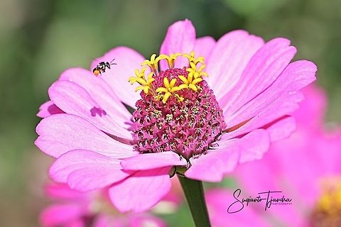 Stingless honey bee (Meliponini)  Geotagged,Indonesia,Winter