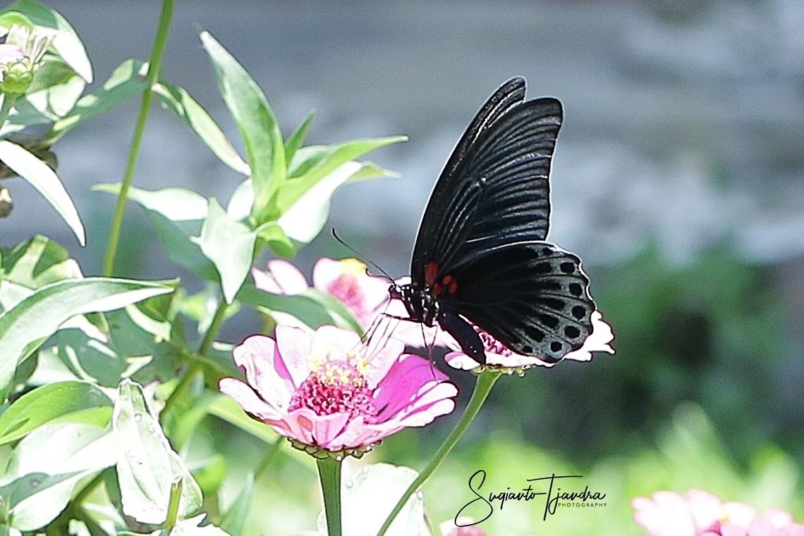 Great Mormon Butterfly, Papilio Memnon Agenor  Geotagged,Great Mormon,Indonesia,Papilio memnon,Winter