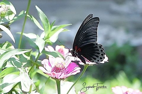 Great Mormon Butterfly, Papilio Memnon Agenor  Geotagged,Great Mormon,Indonesia,Papilio memnon,Winter