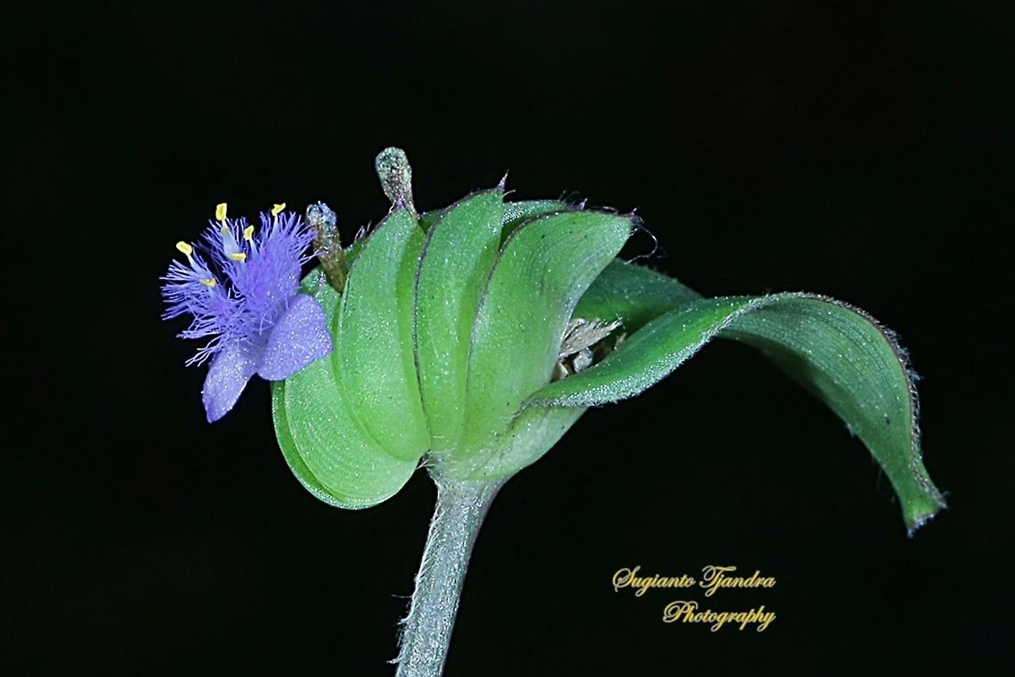 The Exotic Rooster flower of weeds  Geotagged,Indonesia,Winter