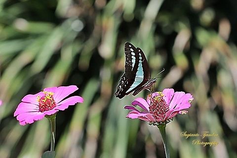 Common Bluebottle (Graphium sarpedon luctatius)  Geotagged,Graphium sarpedon luctatius,Indonesia,Winter