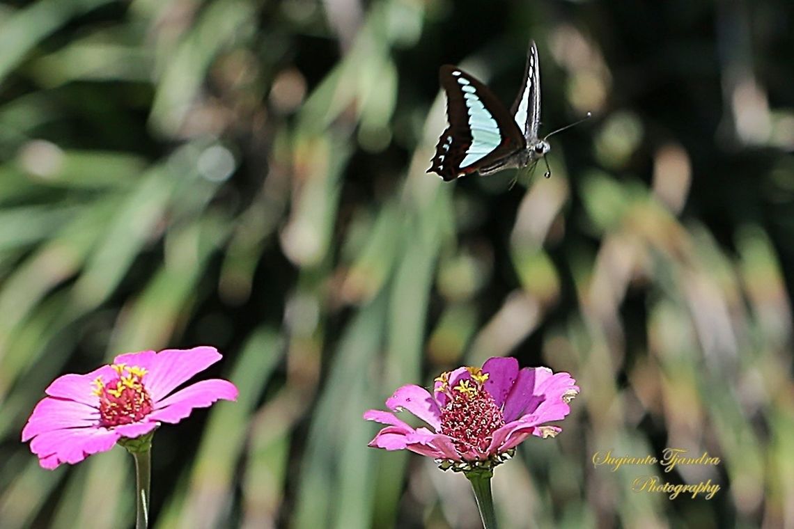 Common Bluebottle (Graphium sarpedon luctatius) "flying away"  Geotagged,Graphium sarpedon luctatius,Indonesia,Winter