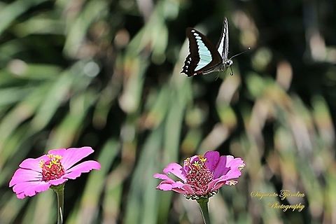 Common Bluebottle (Graphium sarpedon luctatius) "flying away"  Geotagged,Graphium sarpedon luctatius,Indonesia,Winter