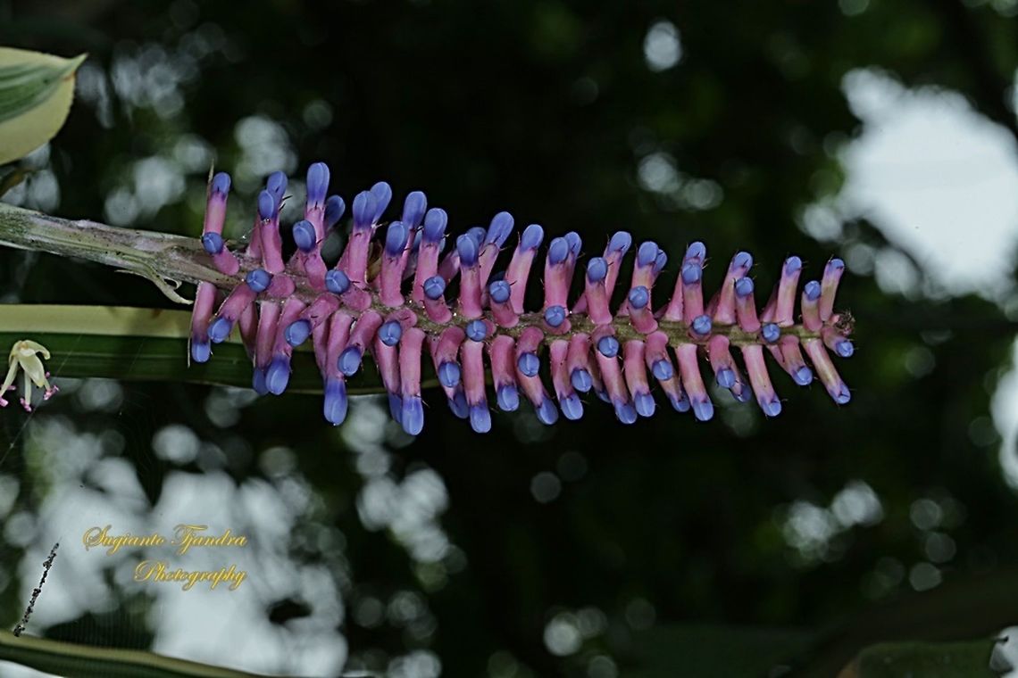 Pink blue Aechmea, apocalyptica gamesopela bromeliad flower  Aechmea gamosepala,Geotagged,Indonesia,Winter