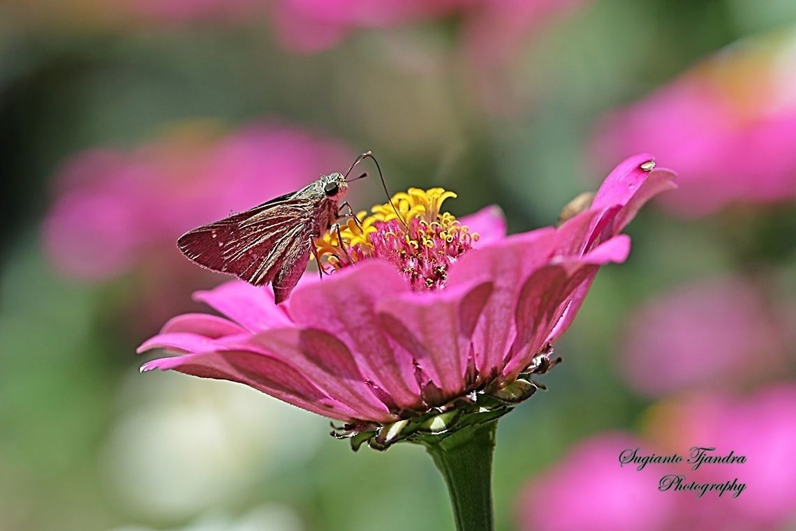 Skipper Butterfly, small branded swift (Pelopidas agna)  Dark branded swift,Geotagged,Indonesia,Pelopidas agna,Winter