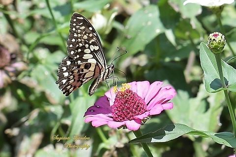 Common Lime butterfly (Papilio demoleus)  Common Lime Butterfly,Geotagged,Indonesia,Papilio demoleus,Winter