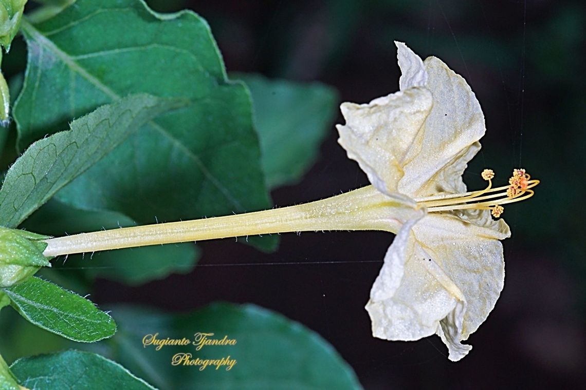 Kembang Pukul 4, Mirabilis Jalapa (Nyctaginaceae)  Geotagged,Indonesia,Marvel of Peru,Mirabilis jalapa,Winter