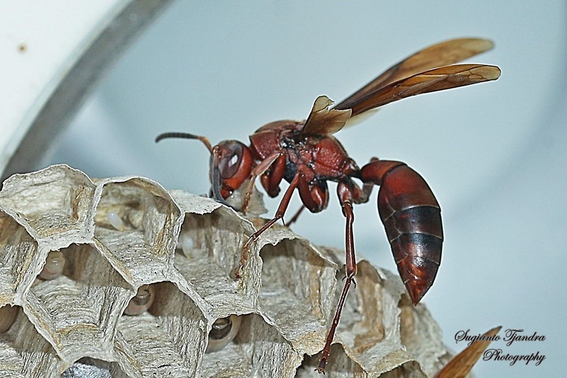 Paper Wasp, Vespidae, Polistes sp.  Geotagged,Indonesia,Winter