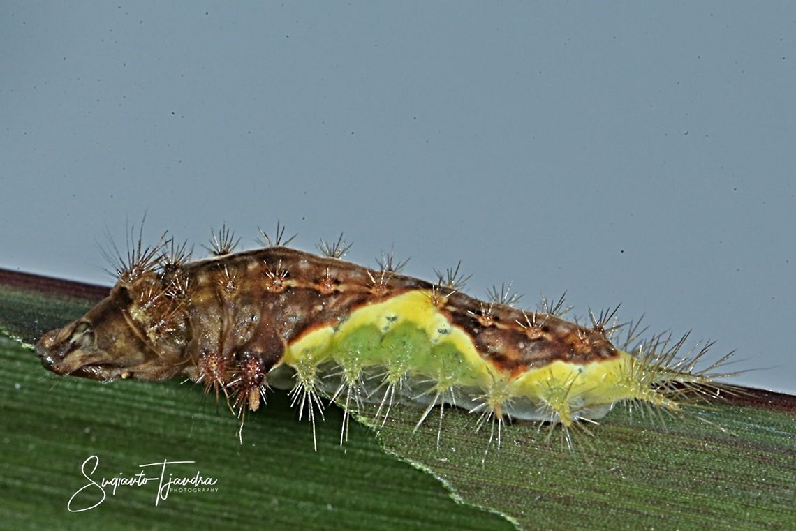 Cup Moth Caterpillar  Geotagged,Indonesia,Winter